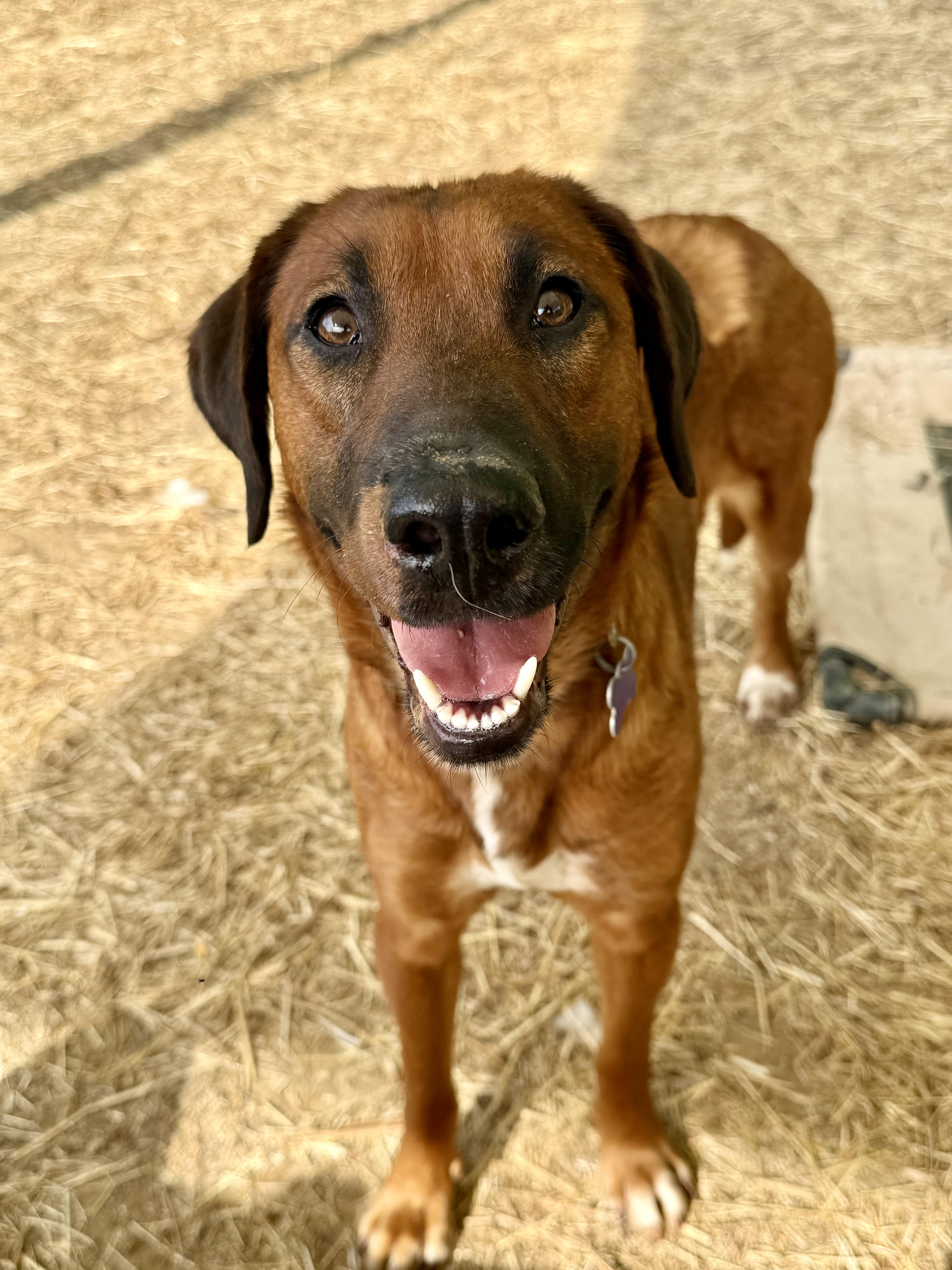 Enlarge Sassafras , a ADOPTABLE mixed breed in Marshall, NC image 1/6