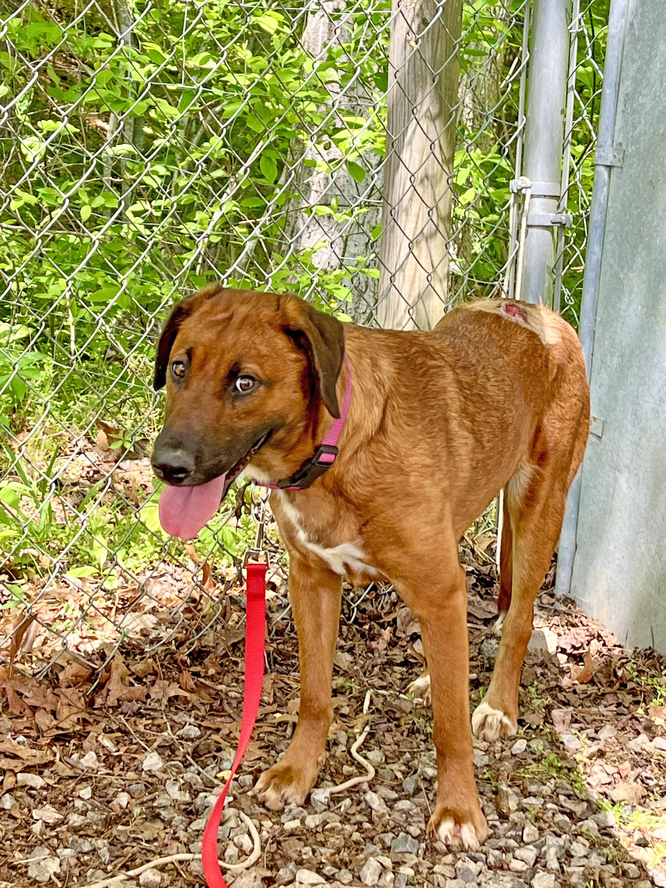 Sassafras , ADOPTABLE, Young Female Hound.
