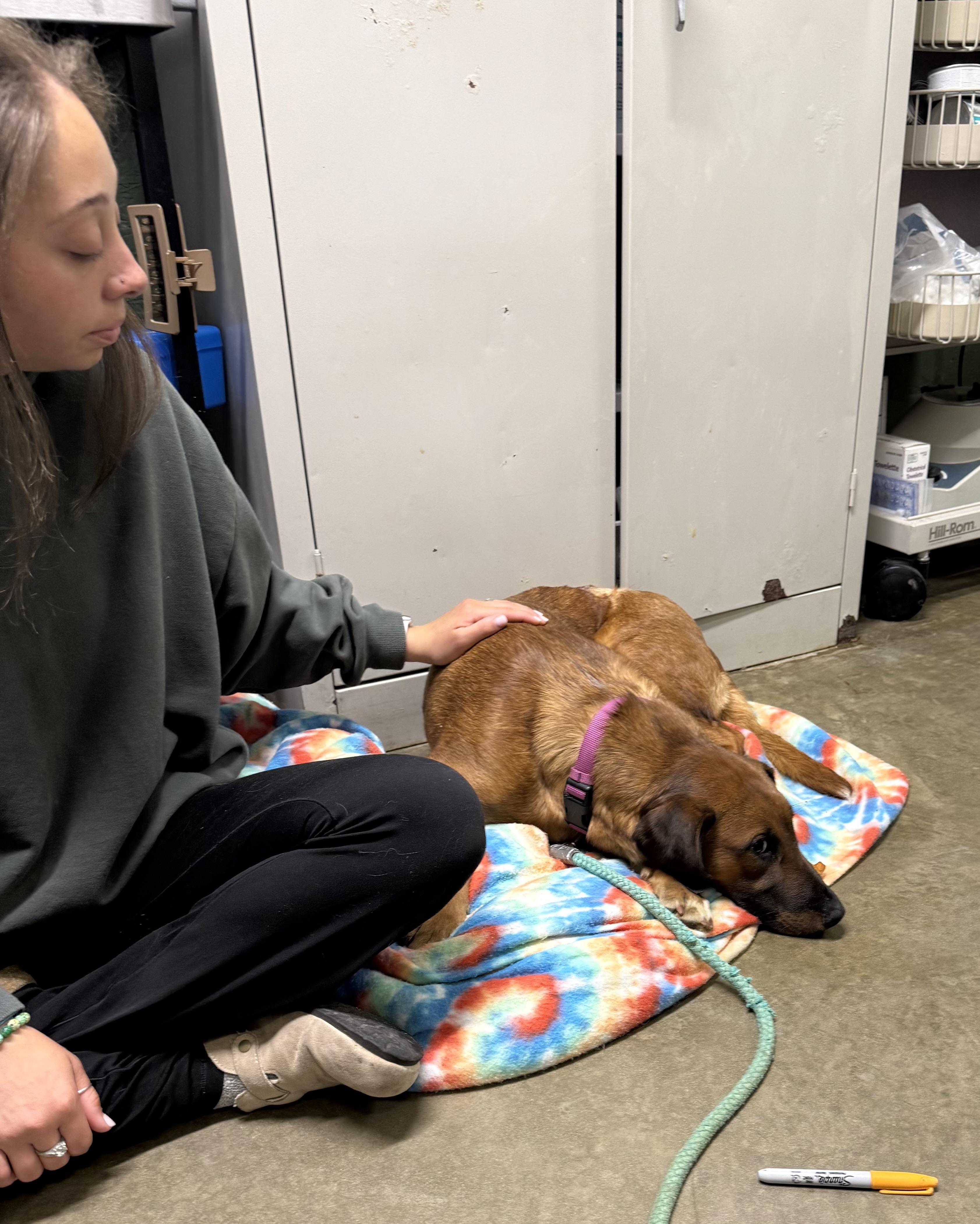 Enlarge Sassafras , a ADOPTABLE mixed breed in Marshall, NC image 2/6