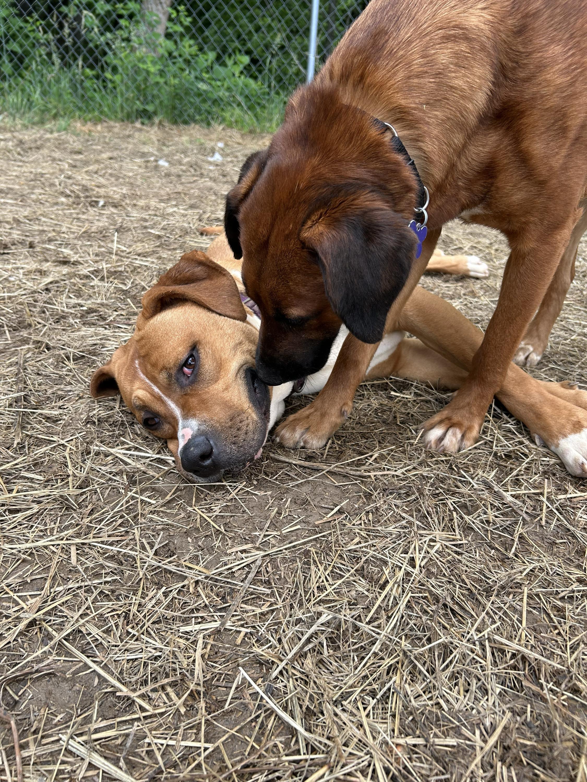 Enlarge Sassafras , a ADOPTABLE mixed breed in Marshall, NC image 6/6