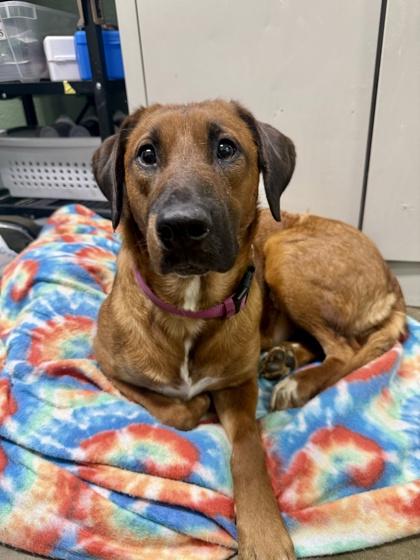 Enlarge Sassafras , a ADOPTABLE mixed breed in Marshall, NC image 6/6