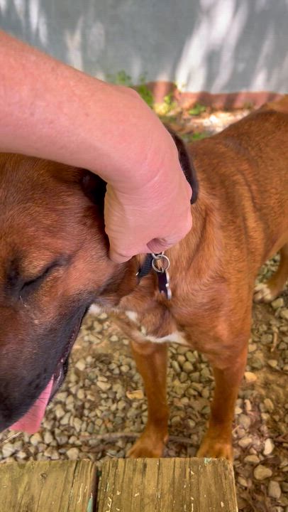 Enlarge Sassafras , a ADOPTABLE mixed breed in Marshall, NC video 4/6