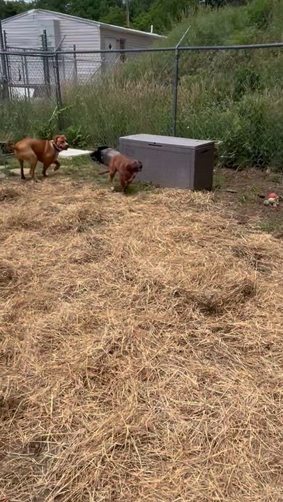 Enlarge Sassafras , a ADOPTABLE mixed breed in Marshall, NC video 5/6