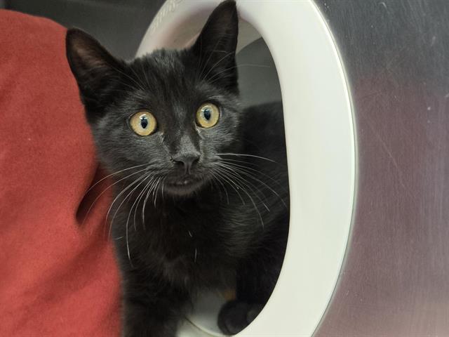 FRUIT BAT, Adoptable, Kitten Male Domestic Short Hair.