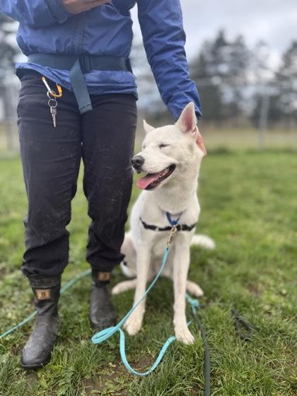 Scarlett, Adoptable, Young Female Husky & Mixed Breed.