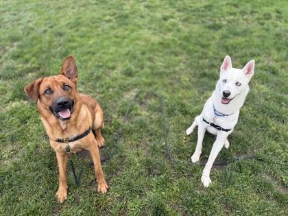 Enlarge Scarlett, a Adoptable mixed breed in Burlington, WA image 2/2