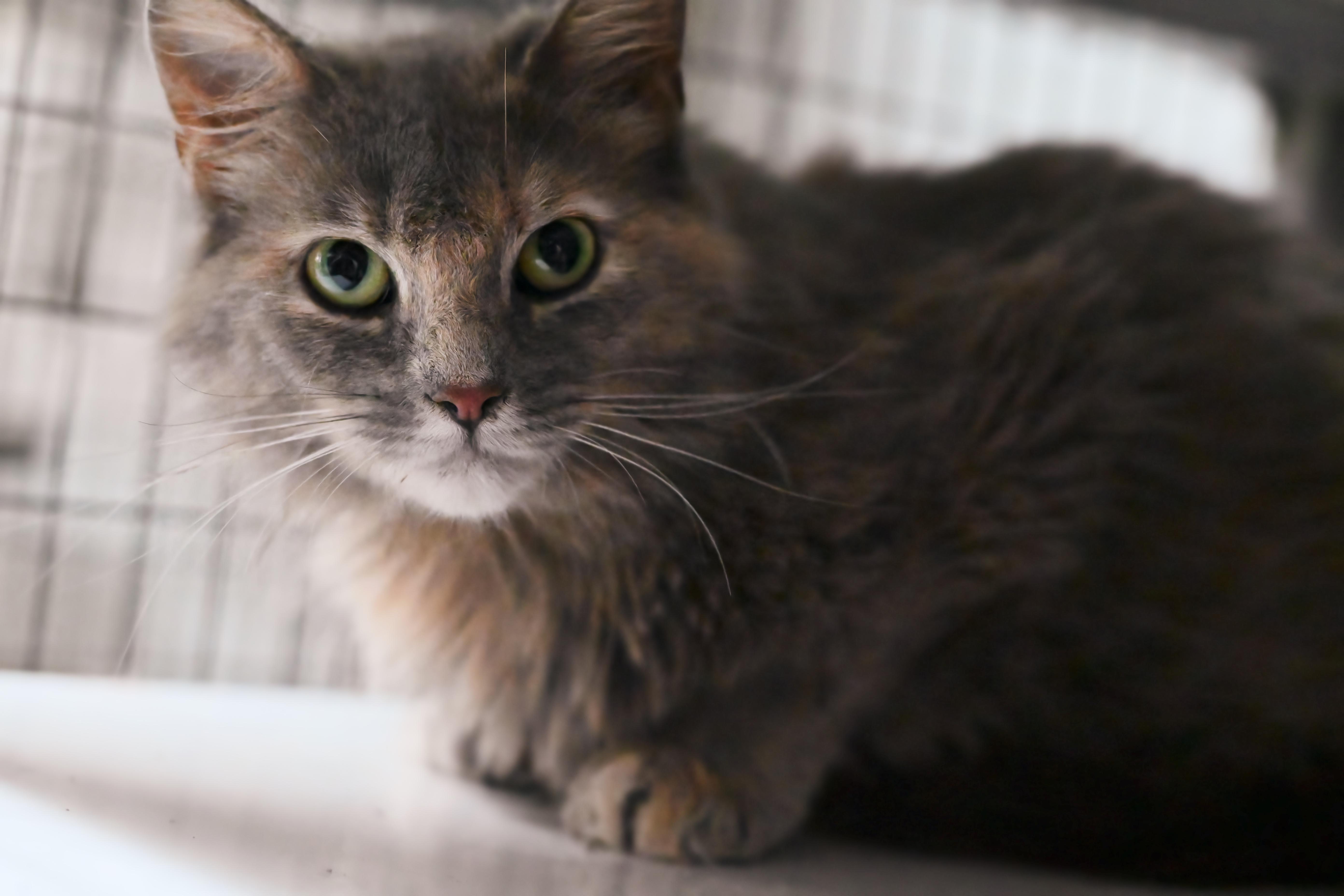 Nova, Young Female unknown