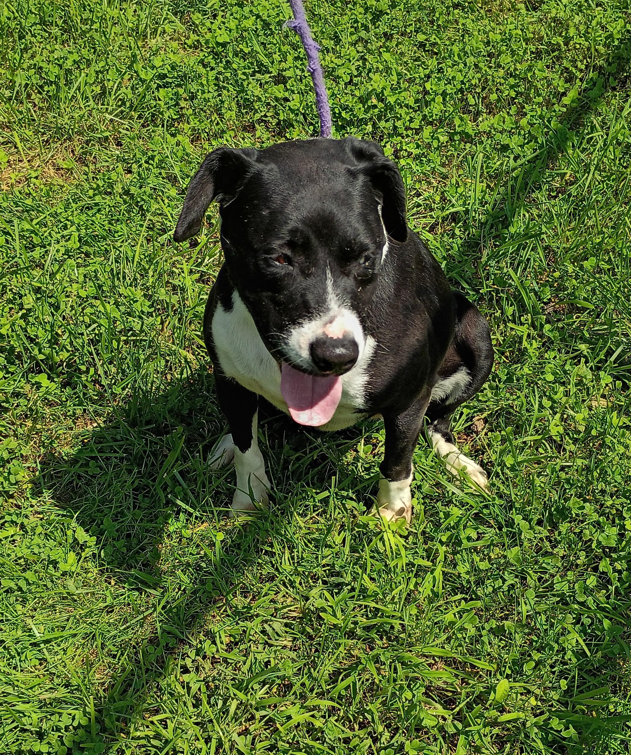 Della, Adoptable, Senior Female Hound & Terrier.