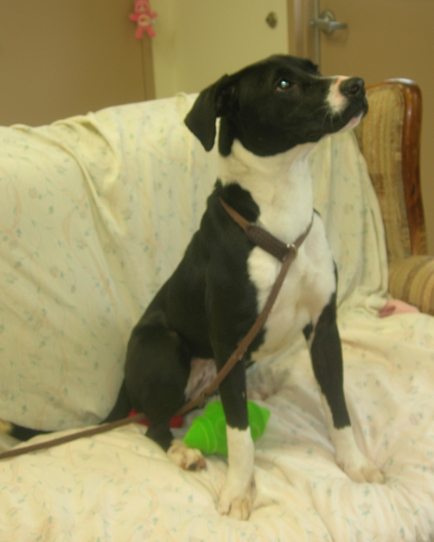 Della, a Adoptable mixed breed in Springfield, OH image 1/6