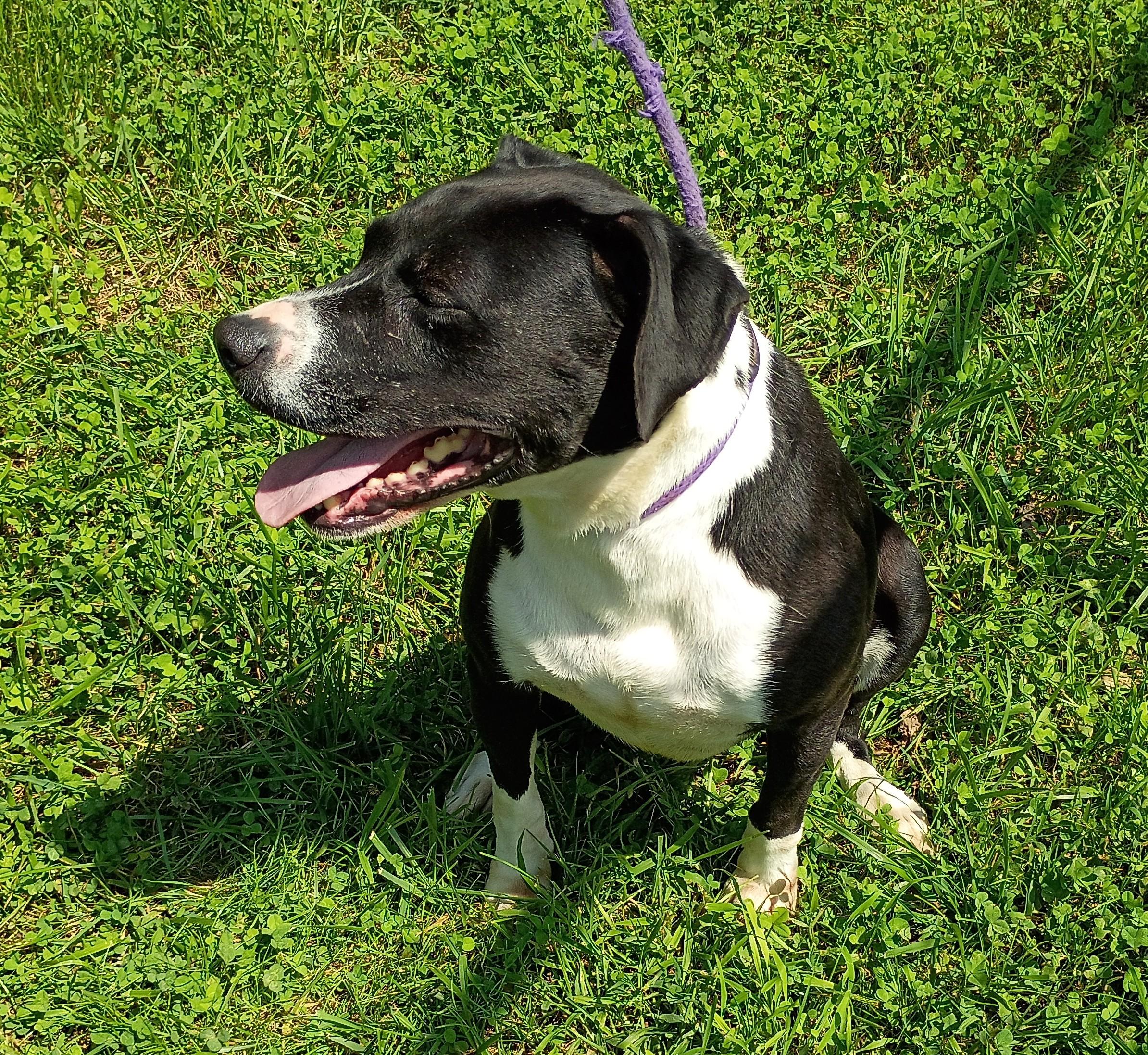 Della, a Adoptable mixed breed in Springfield, OH image 4/4
