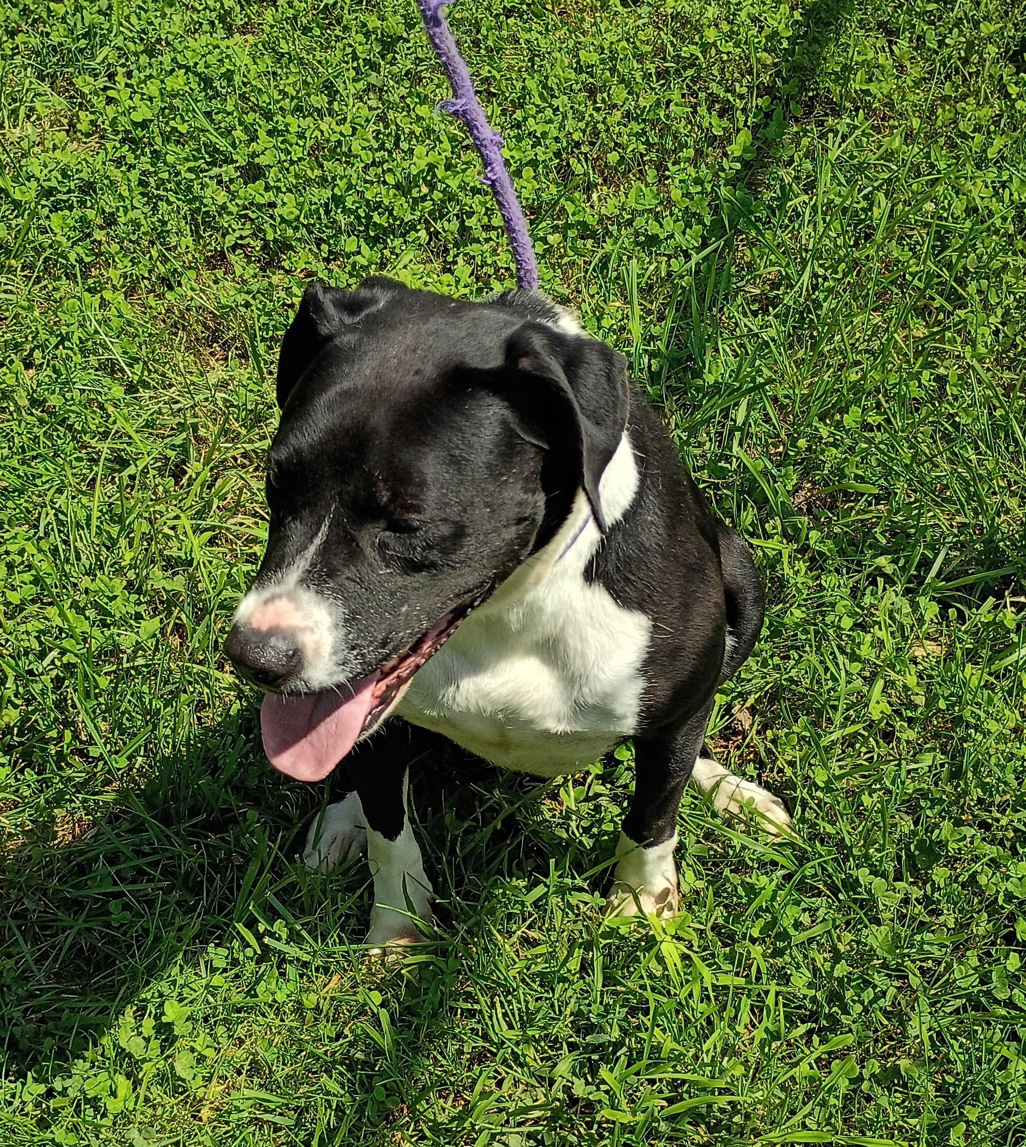 Della, a Adoptable mixed breed in Springfield, OH image 3/4