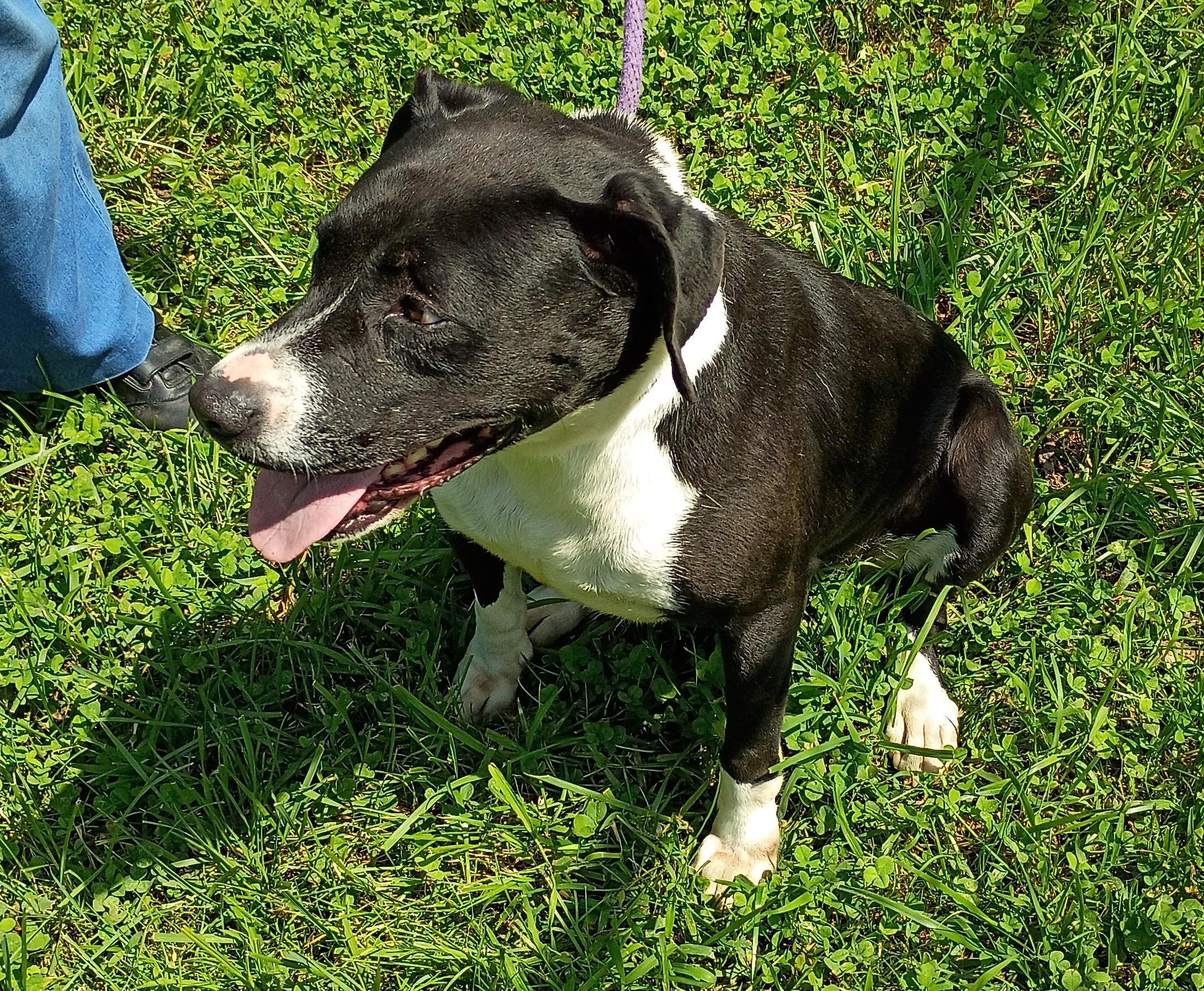 Della, a Adoptable mixed breed in Springfield, OH image 2/4