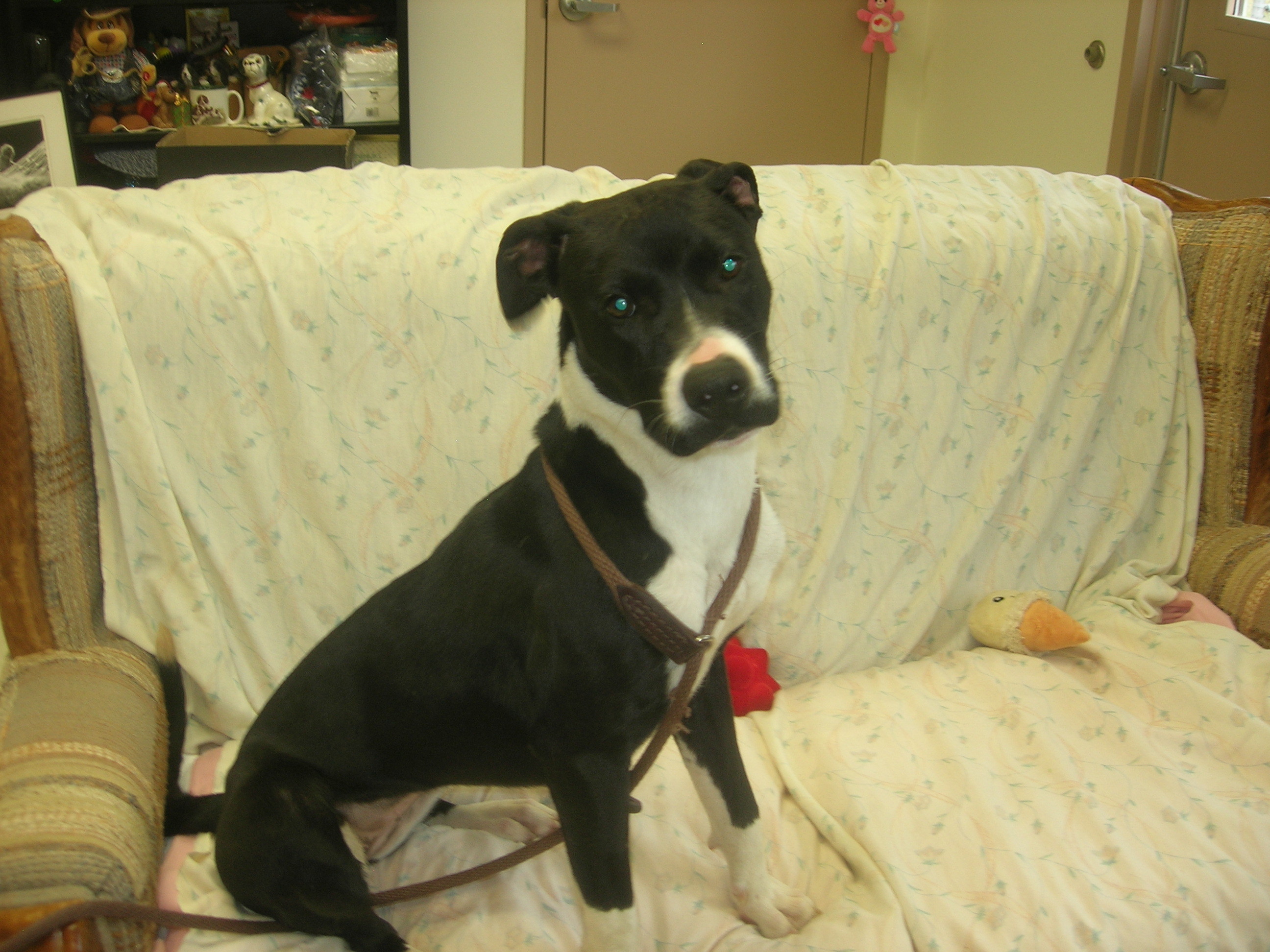 Della, a Adoptable mixed breed in Springfield, OH image 2/6