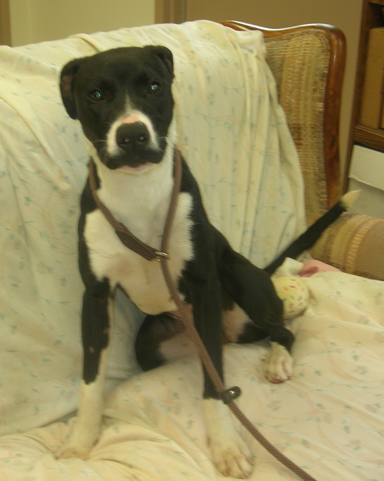 Della, a Adoptable mixed breed in Springfield, OH image 3/6