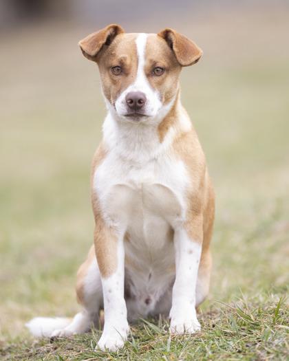 Enlarge Teddy, an adopted mixed breed in Bedford, IN image 2/2