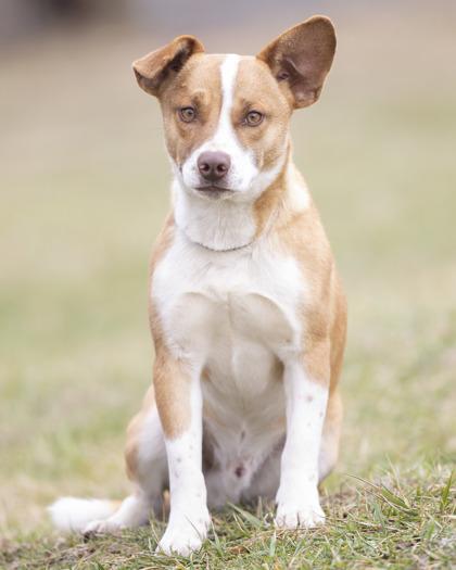 Teddy, adopted, Young Male Mixed Breed.