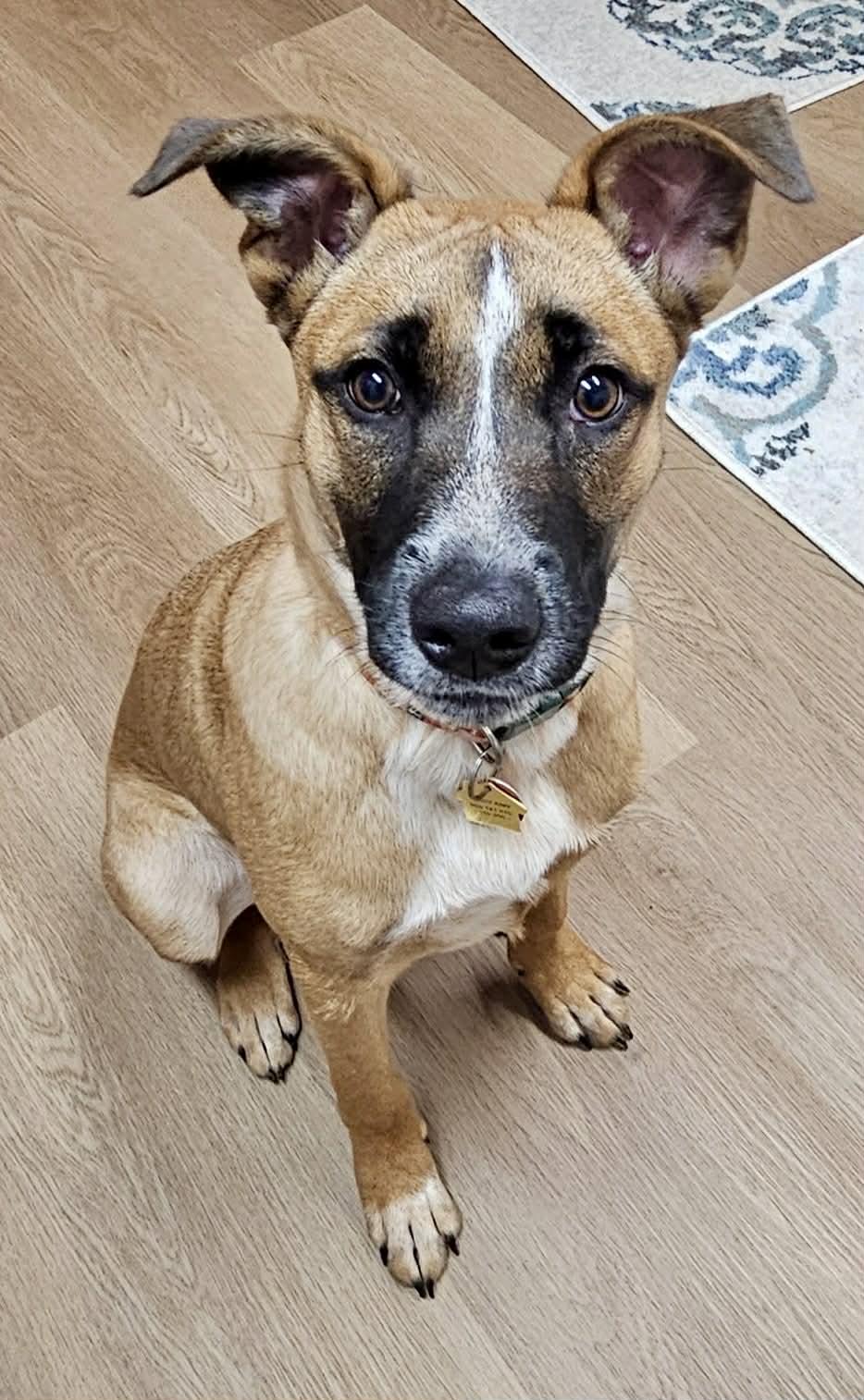 MaryAnn, Adoptable, Young Female Belgian Shepherd / Malinois & American Bulldog.