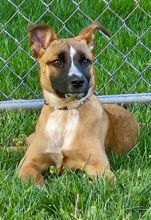 MaryAnn, a Adoptable mixed breed in Fenton, MO image 2/2