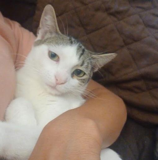 Snow #spunky-four, Adoptable, Young Female Tabby & Domestic Short Hair.