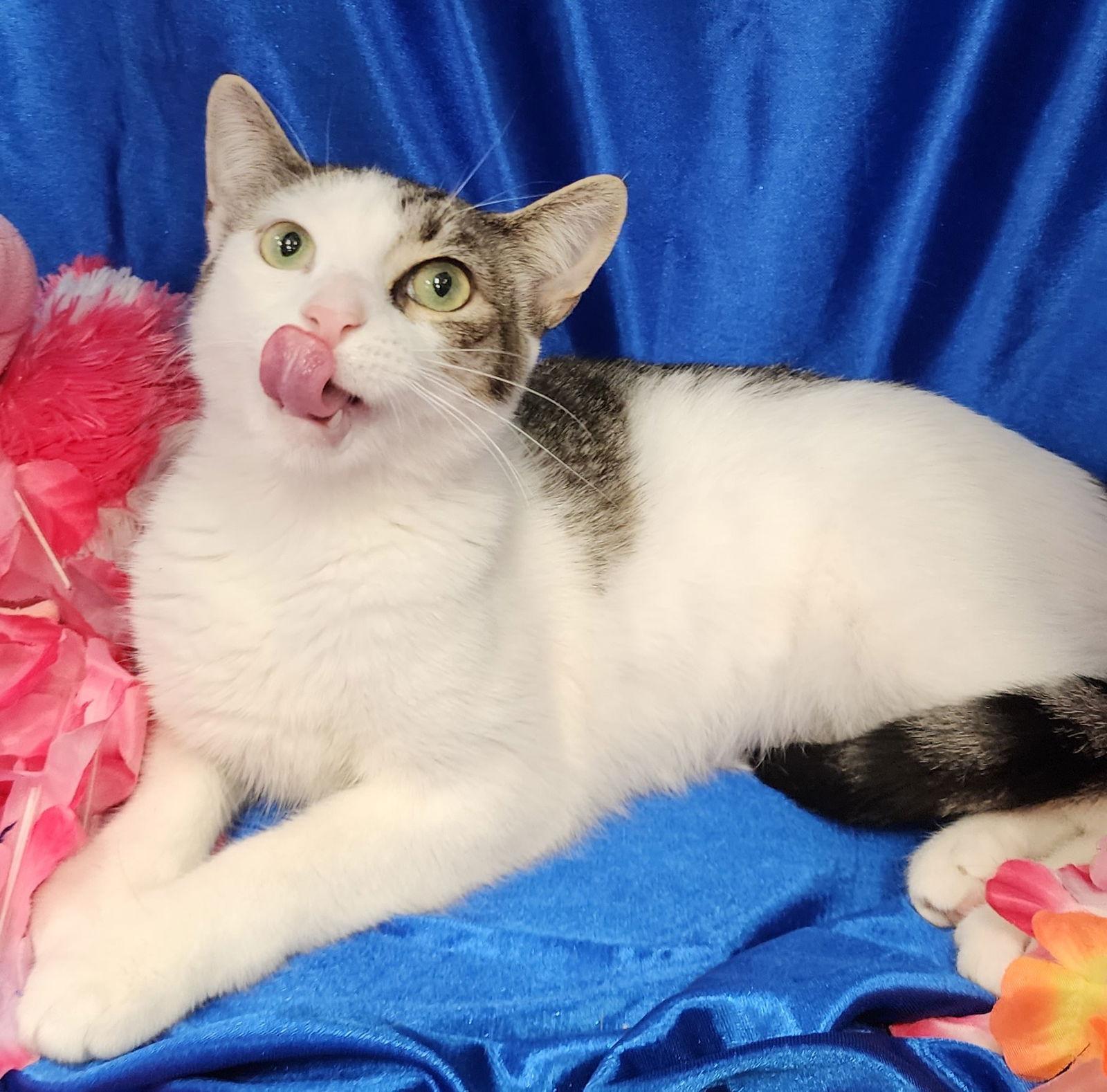 Snow #spunky-four, a Adoptable mixed breed in Houston, TX image 3/3