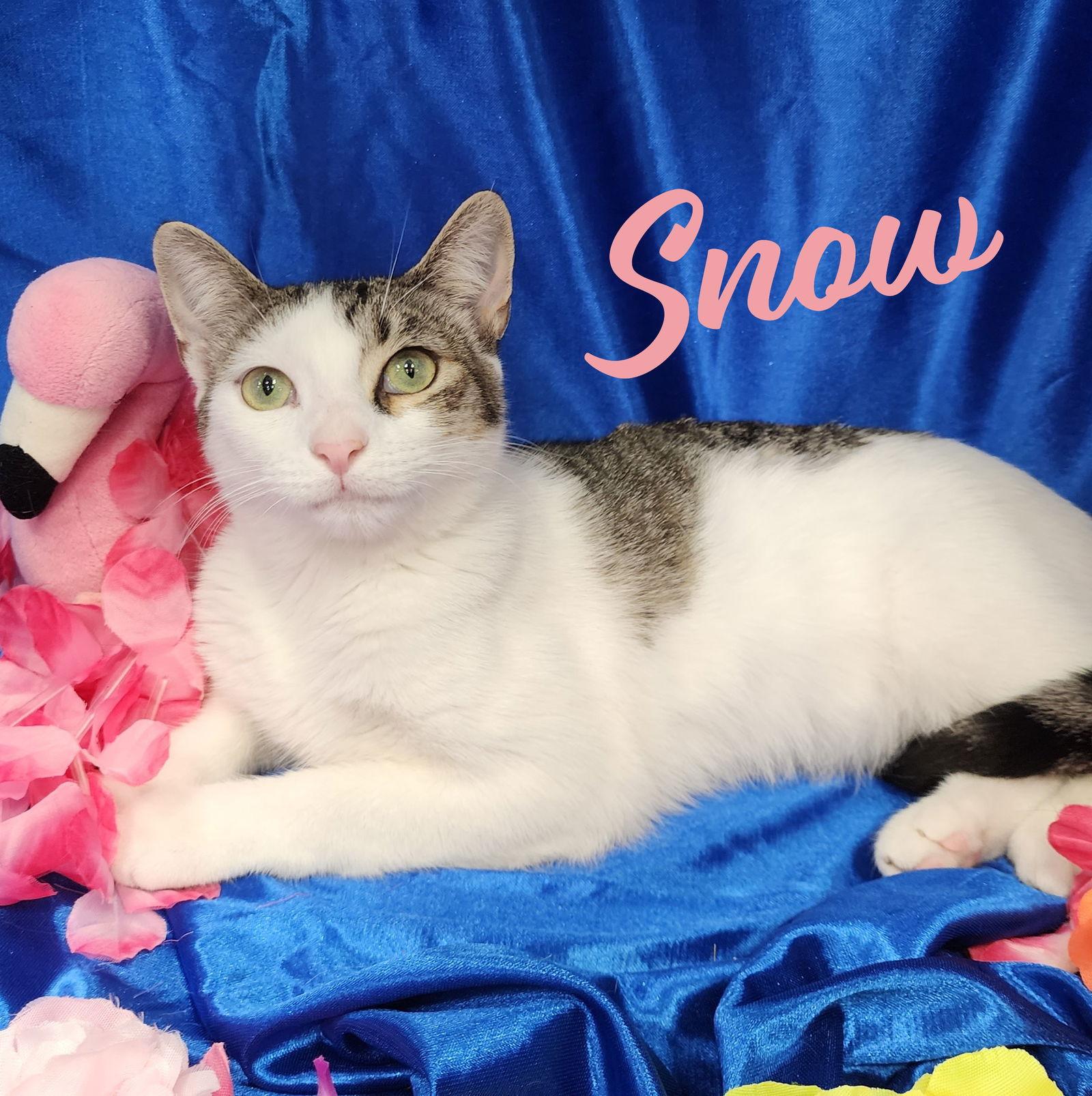 Enlarge Snow #spunky-four, a Adoptable mixed breed in Houston, TX image 1/3