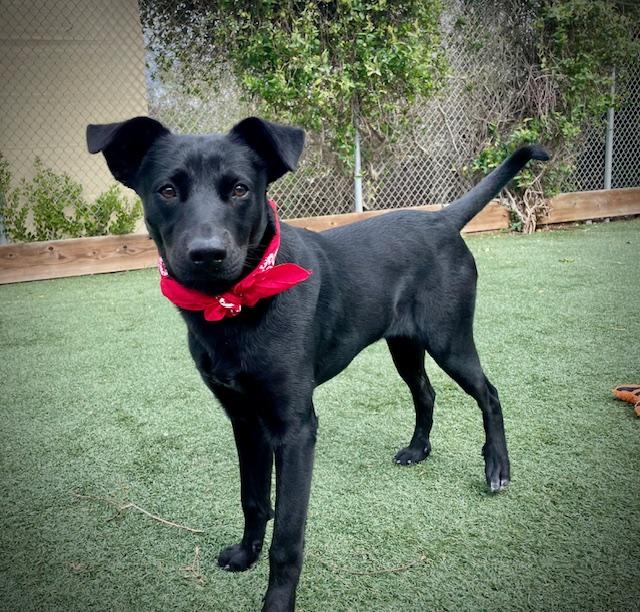 SPIKE, Adoptable, Young Male Labrador Retriever & Mixed Breed.