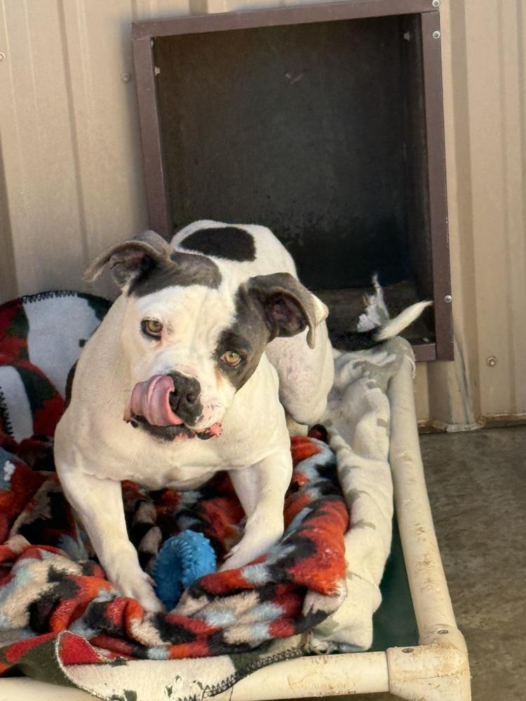 Sugar, Adoptable, Adult Female American Bulldog & Pit Bull Terrier.