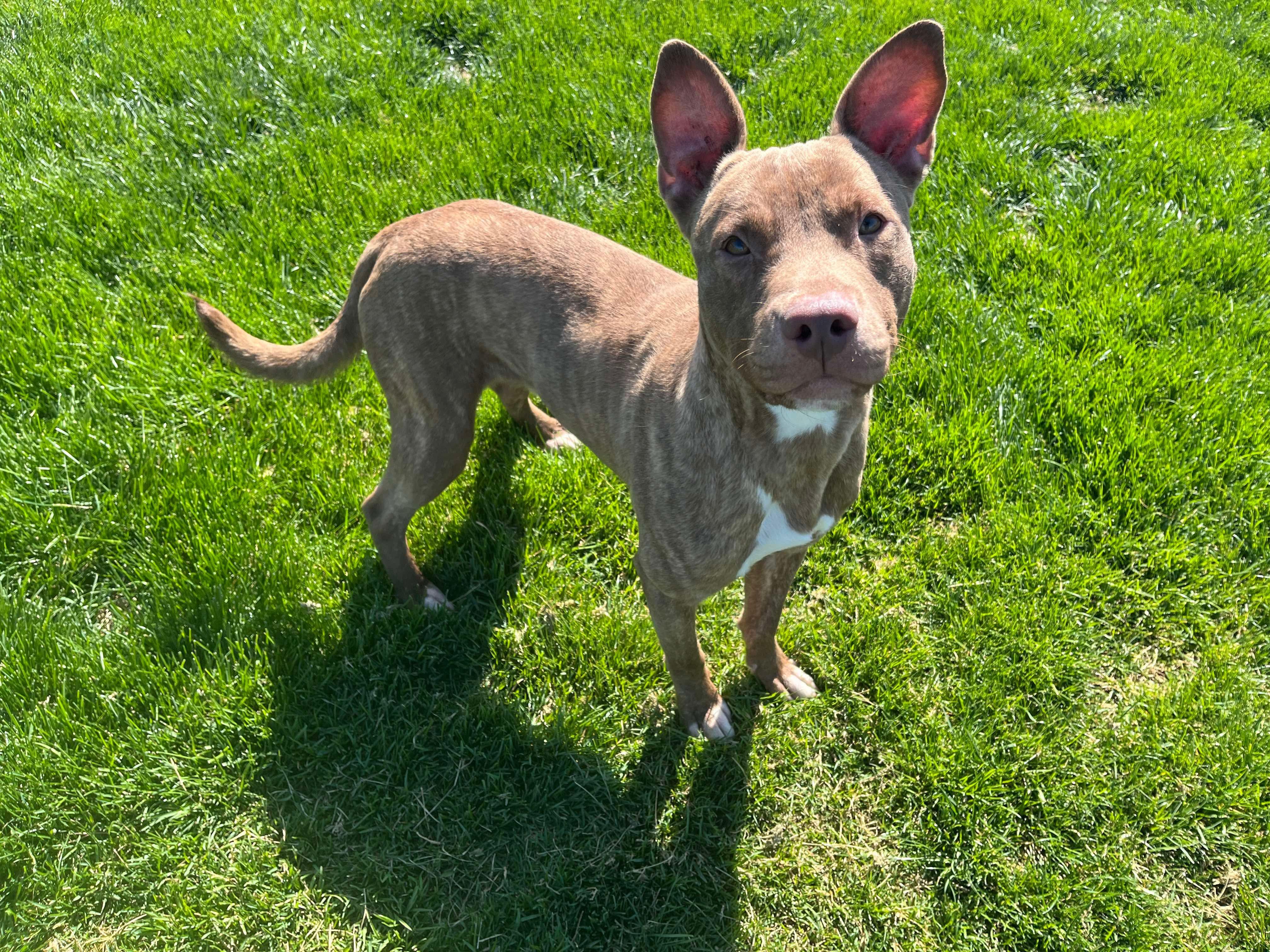 Tigre, Adopted, Adult Male Pit Bull Terrier.