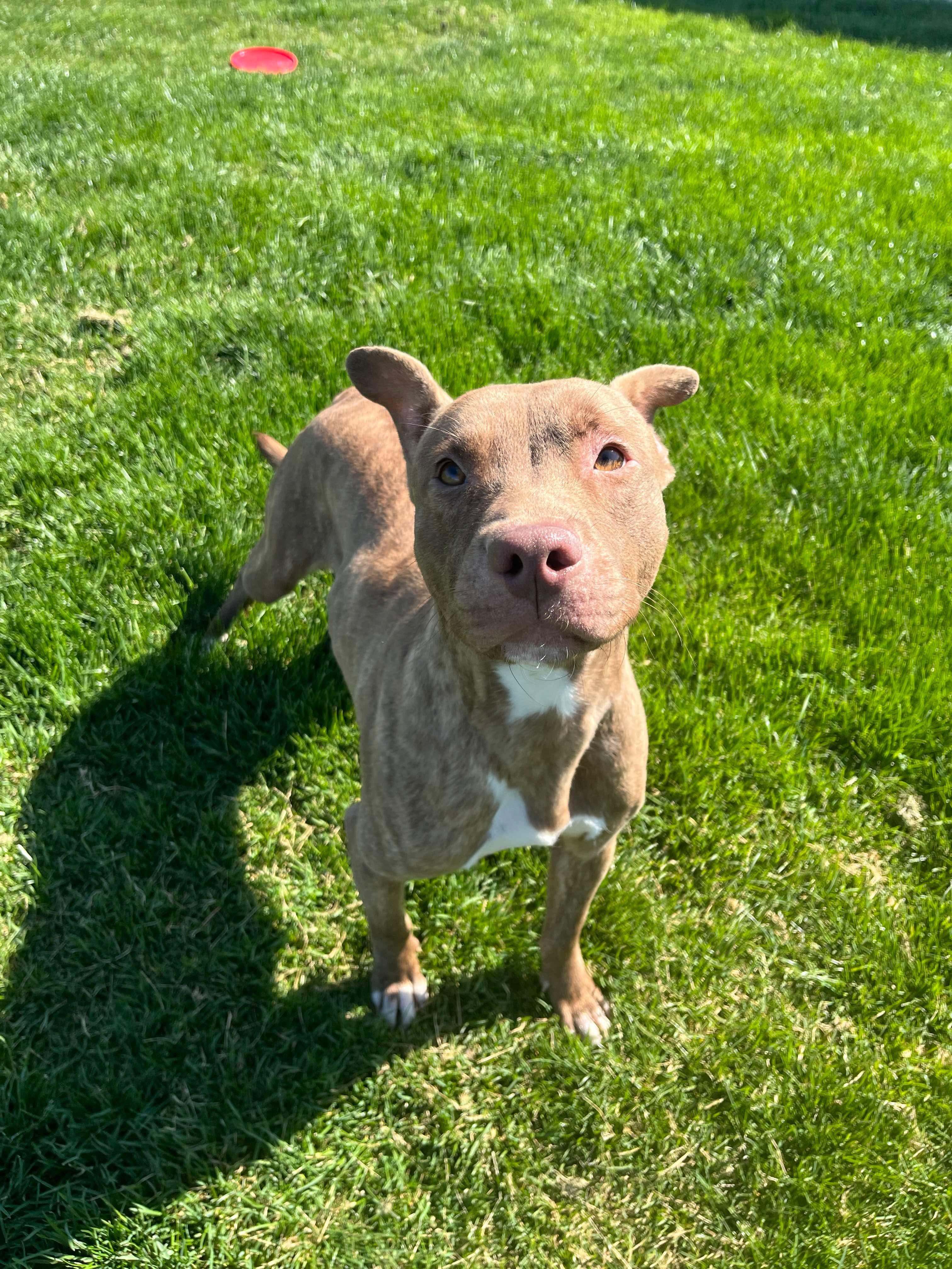 Tigre, a Adopted Pit Bull Terrier in Cicero, IL image 2/3
