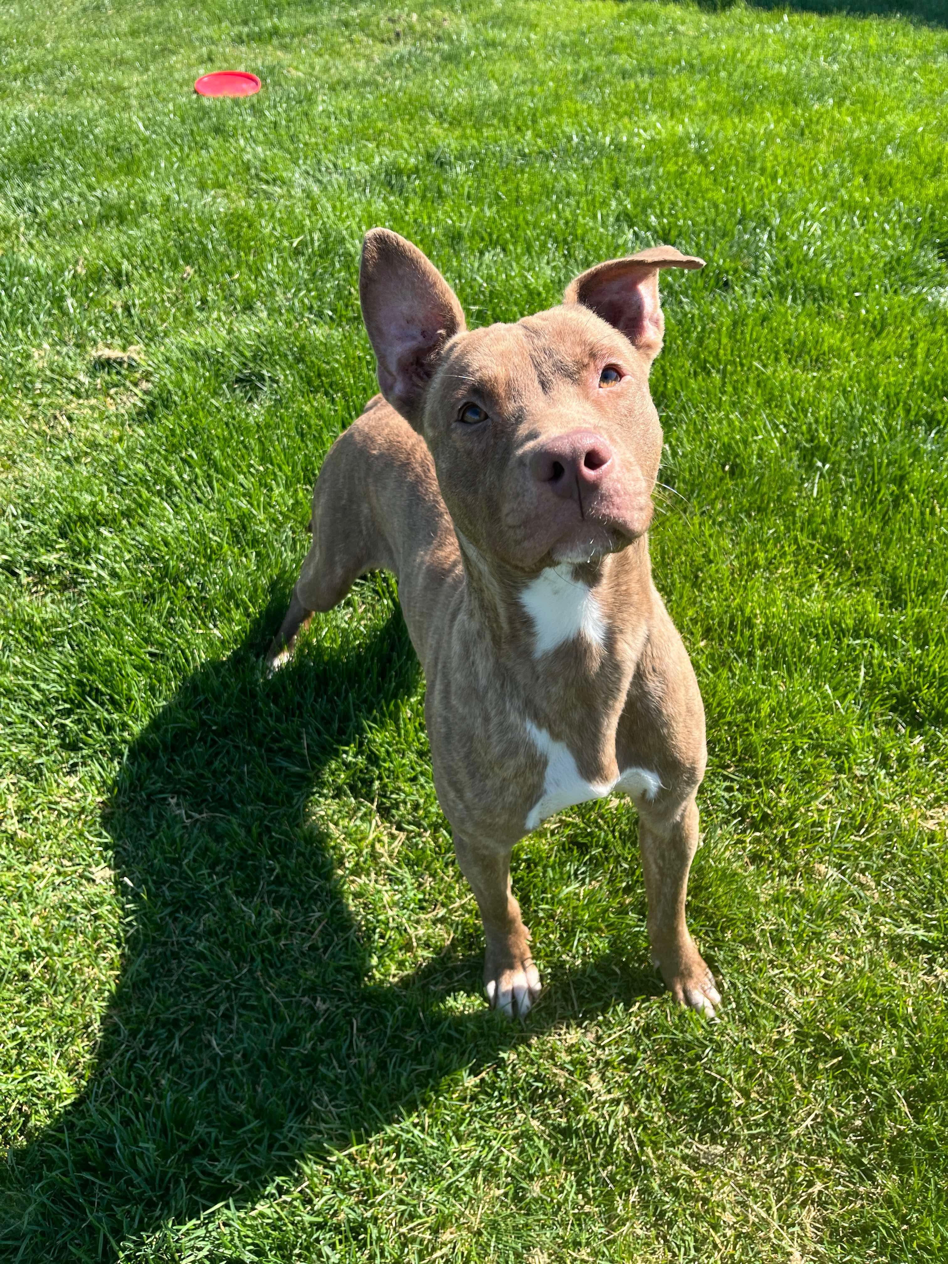Tigre, a Adopted Pit Bull Terrier in Cicero, IL image 3/3
