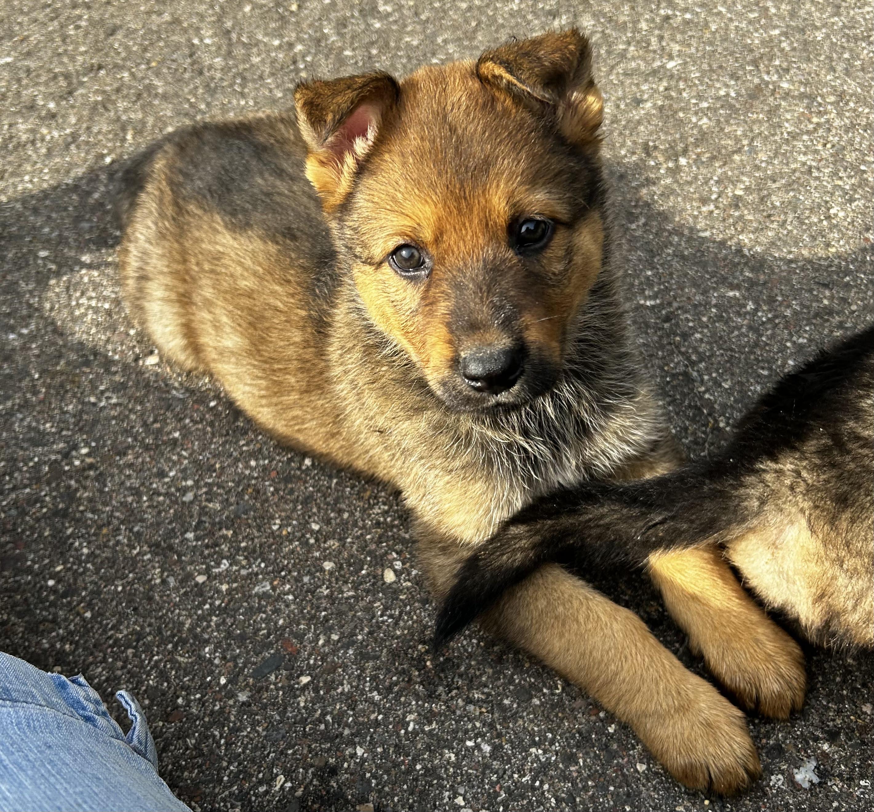 Enlarge Gemma, an adopted mixed breed in Farmington, MN image 1/1