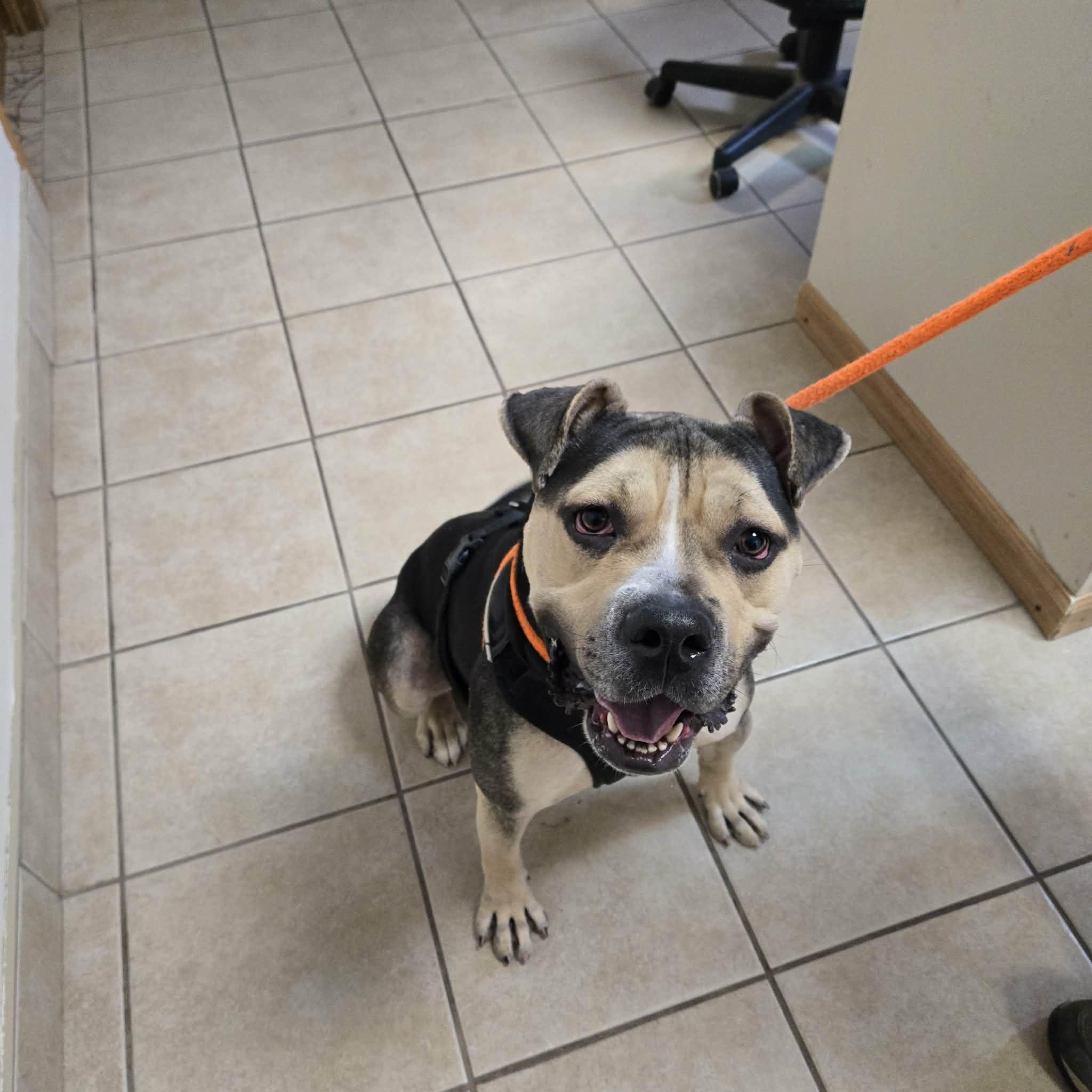 Frank, ADOPTABLE, Adult Male Pit Bull Terrier.