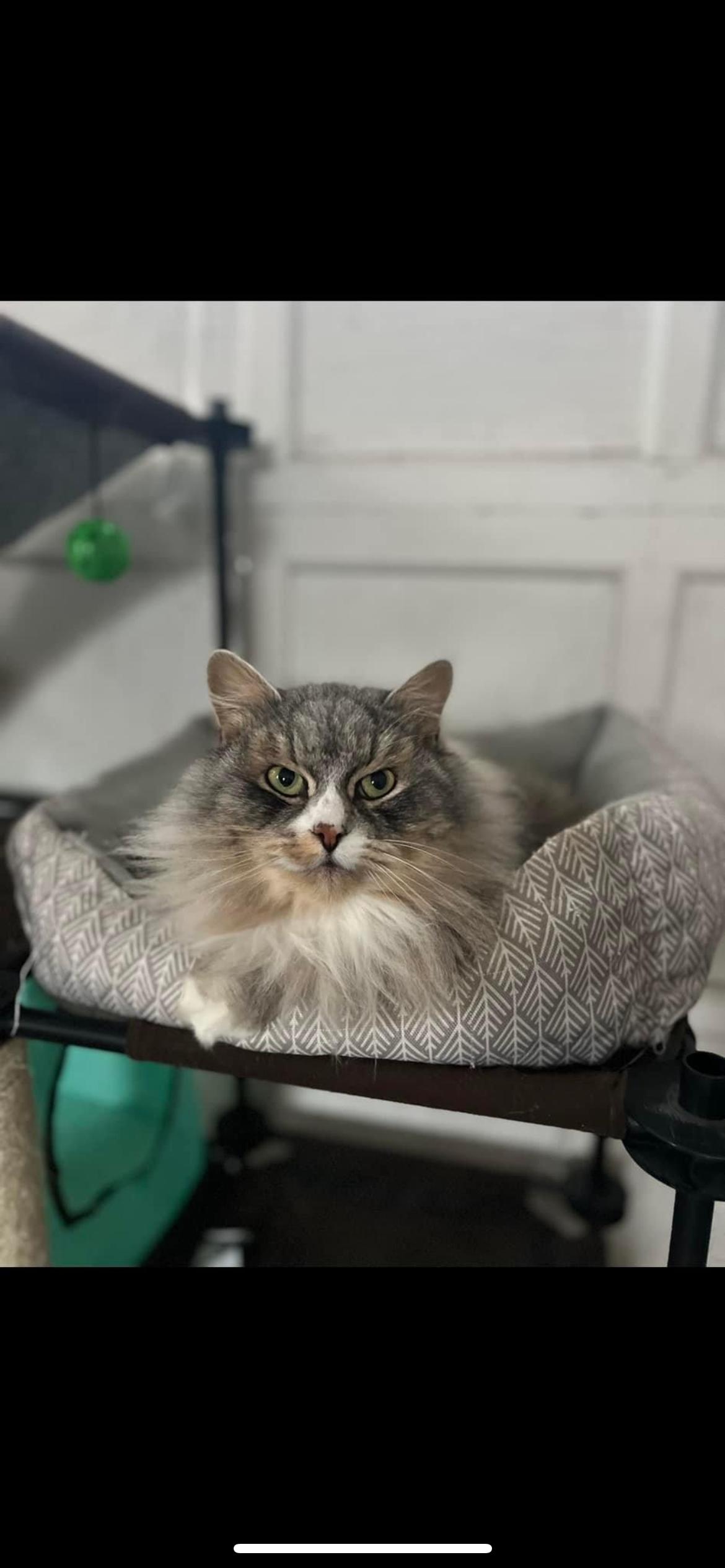 Enlarge Cece, a Adopted Siberian in Akron, OH image 1/3