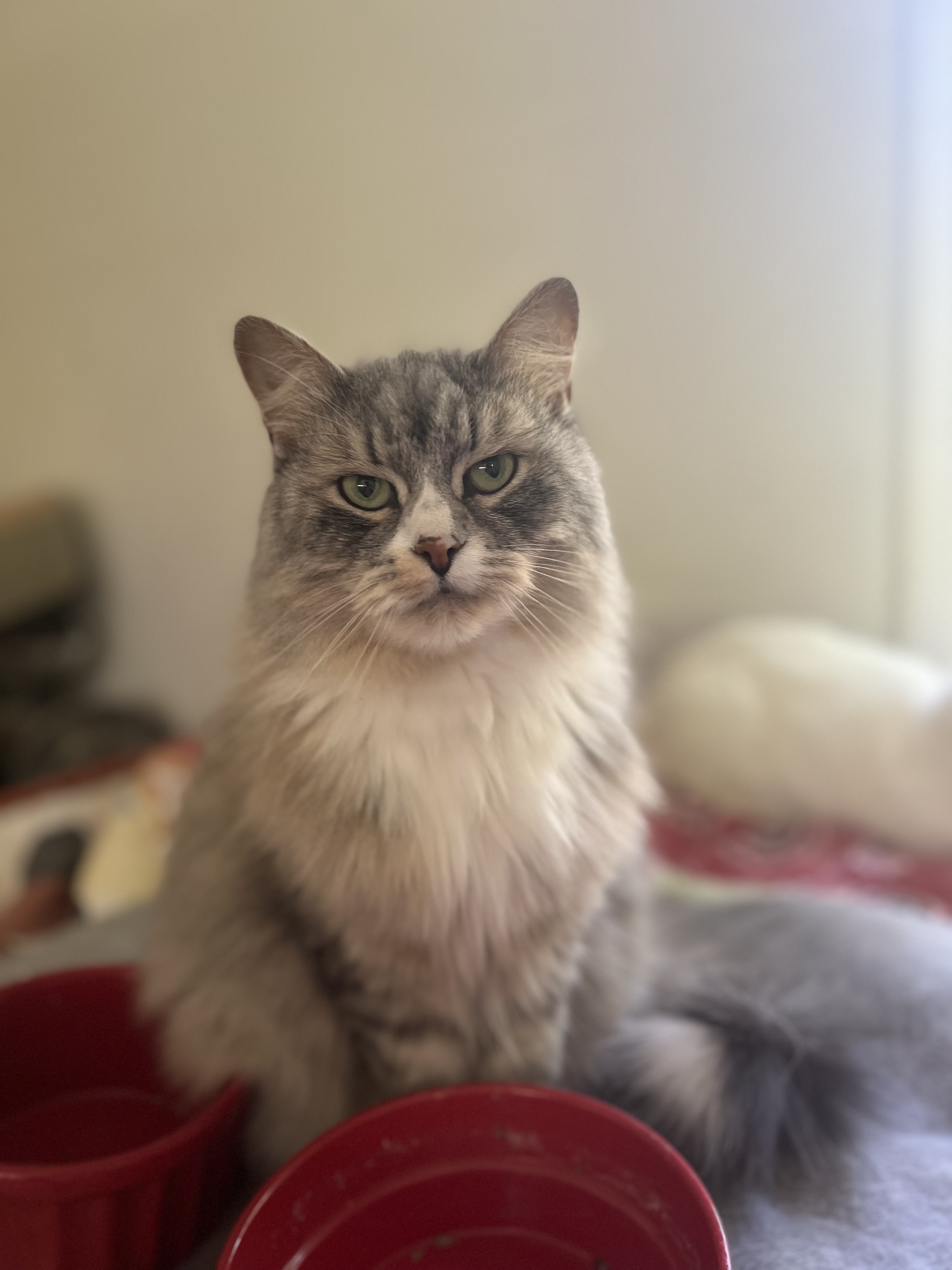 Enlarge Cece, a Adopted Siberian in Akron, OH image 2/3