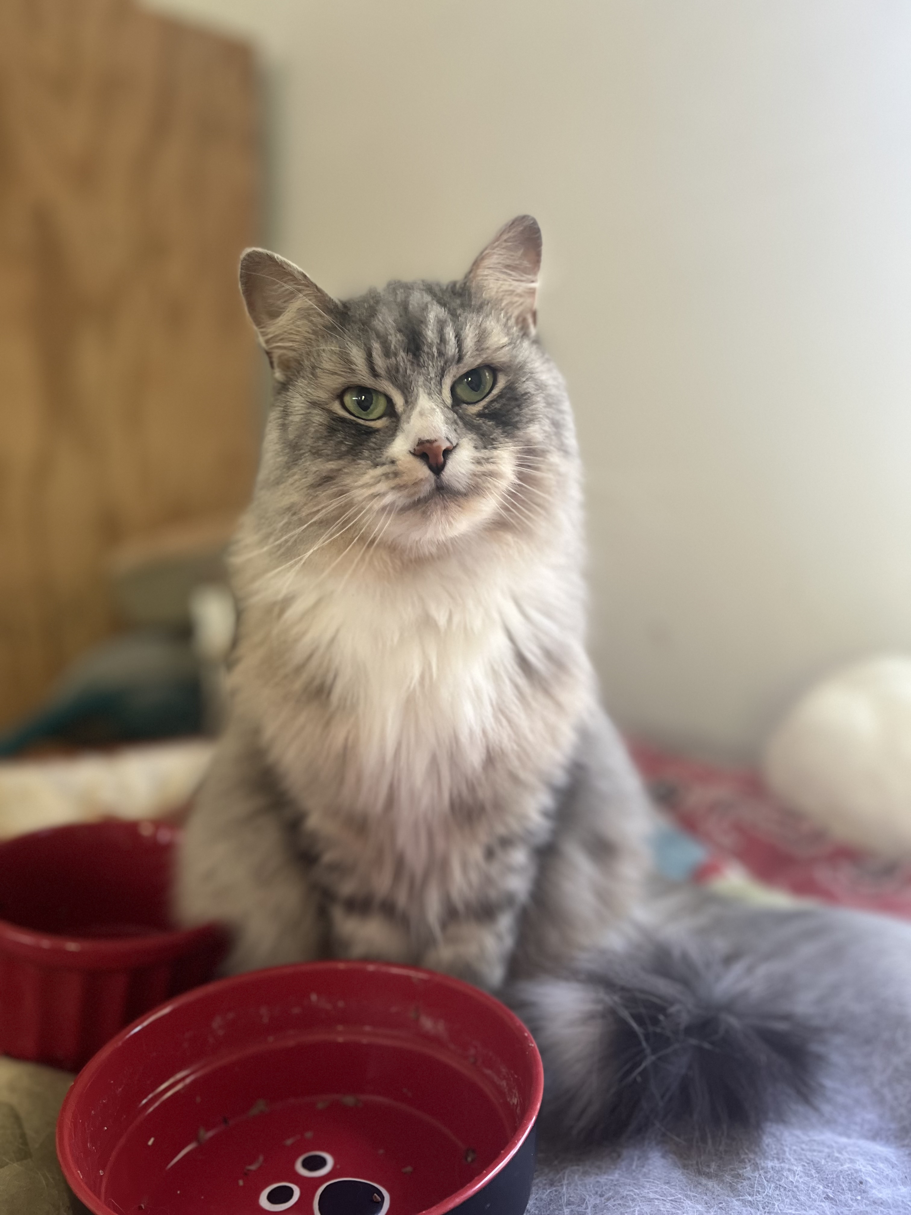 Enlarge Cece, a Adopted Siberian in Akron, OH image 3/3