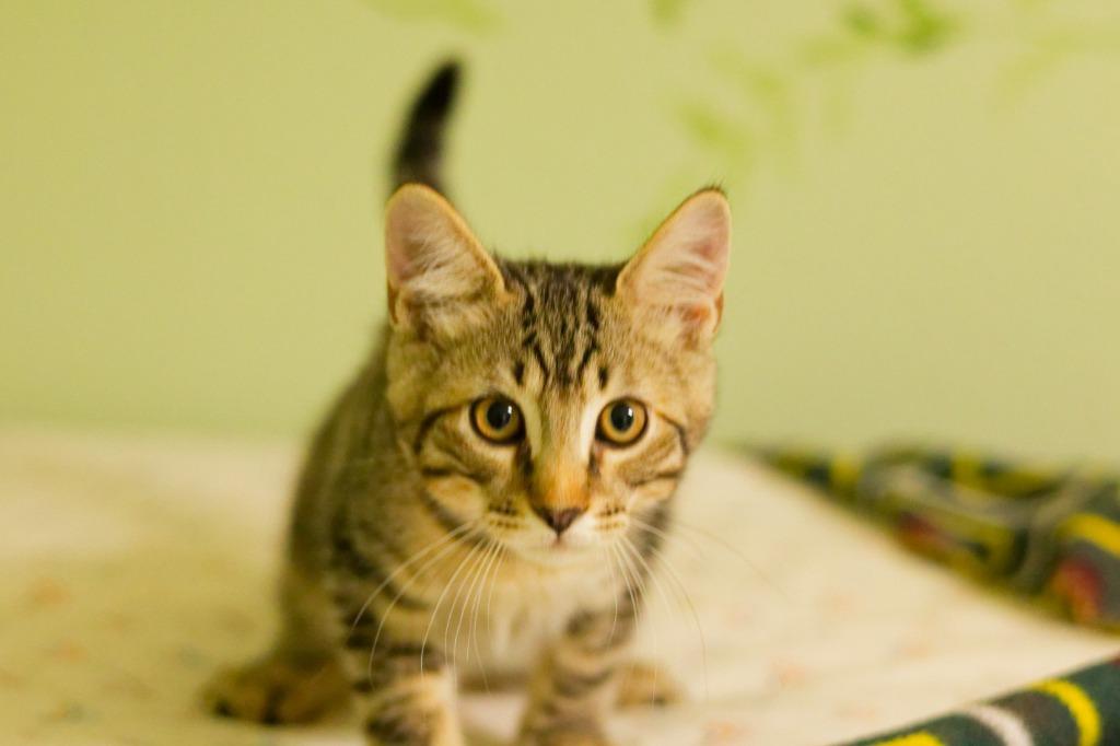 Mortimer, Adoptable, Kitten Male Domestic Short Hair.