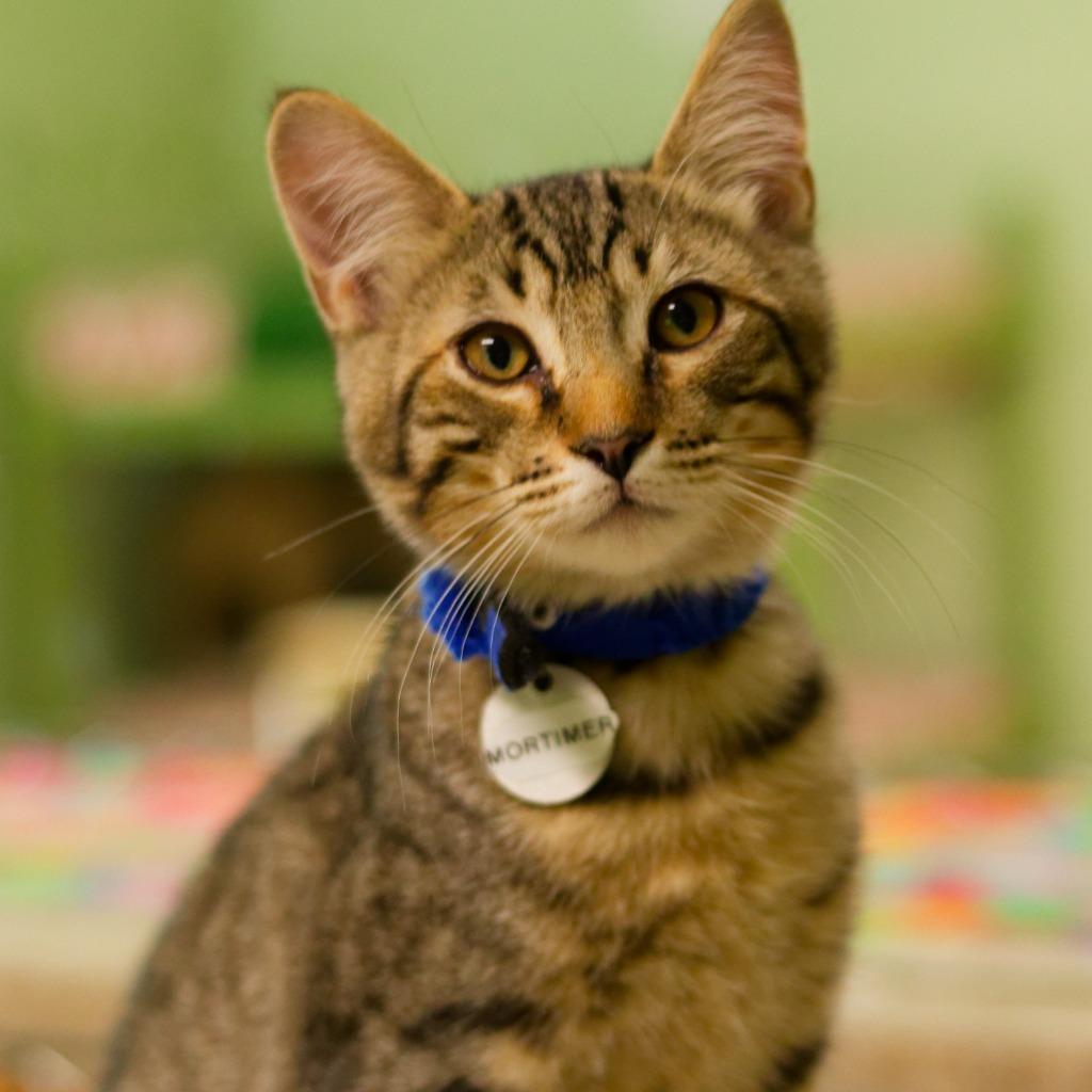 Enlarge Mortimer, a Adoptable mixed breed in Hot Springs, AR image 2/6