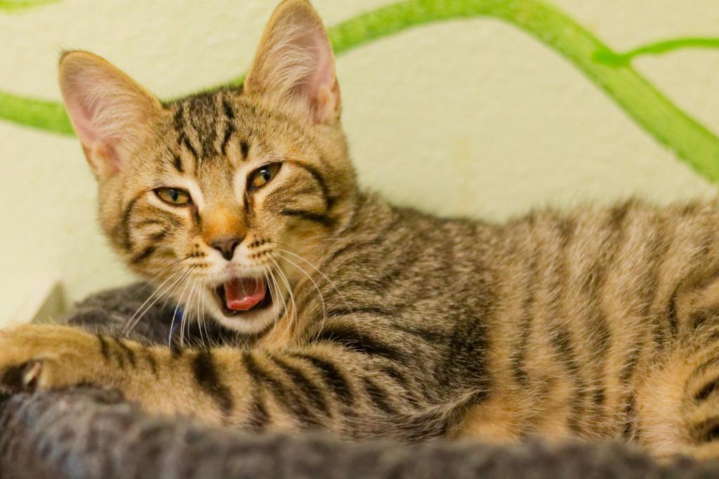 Enlarge Mortimer, a Adoptable mixed breed in Hot Springs, AR image 3/6