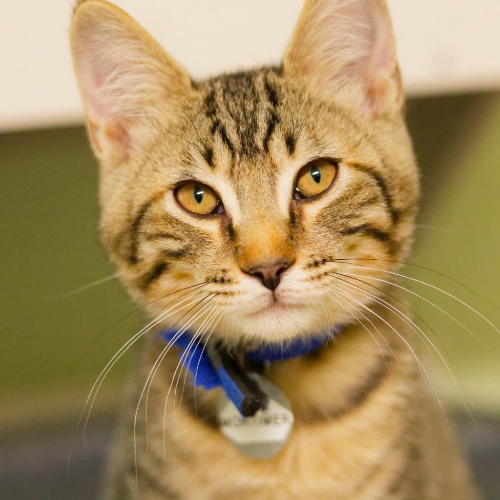 Enlarge Mortimer, a Adoptable mixed breed in Hot Springs, AR image 4/6