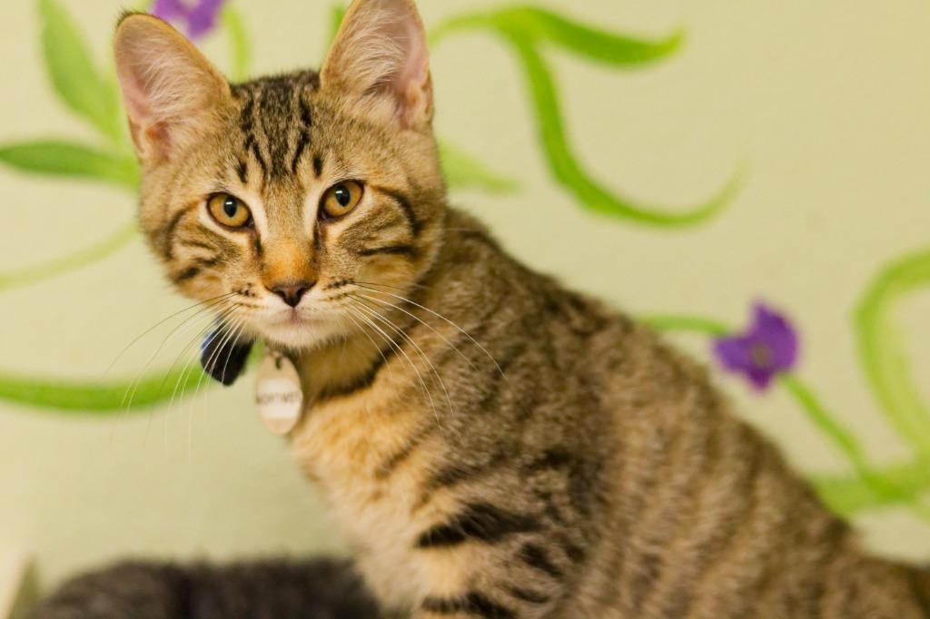 Enlarge Mortimer, a Adoptable mixed breed in Hot Springs, AR image 5/6