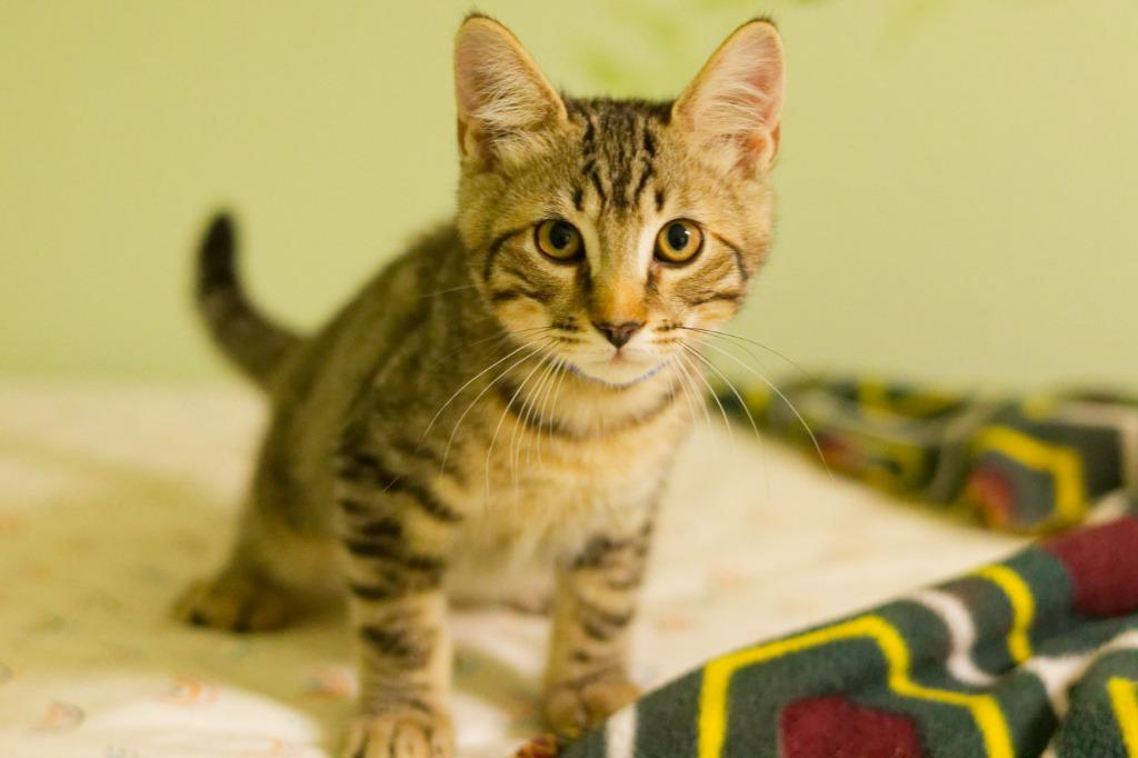 Enlarge Mortimer, a Adoptable mixed breed in Hot Springs, AR image 6/6
