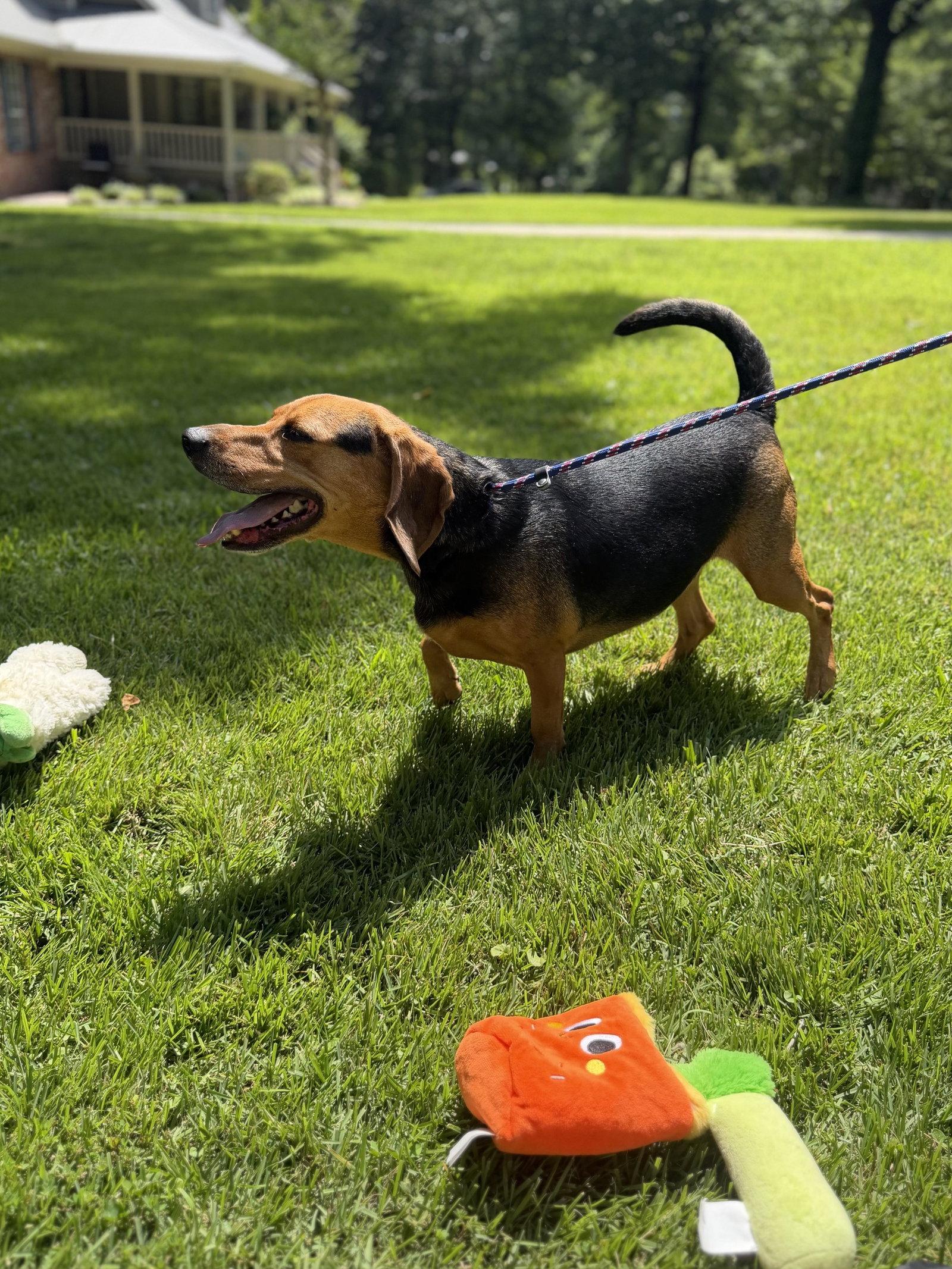 Enlarge Ace  Hope Lower Fee, a Adoptable Beagle in Locust Fork, AL image 1/3