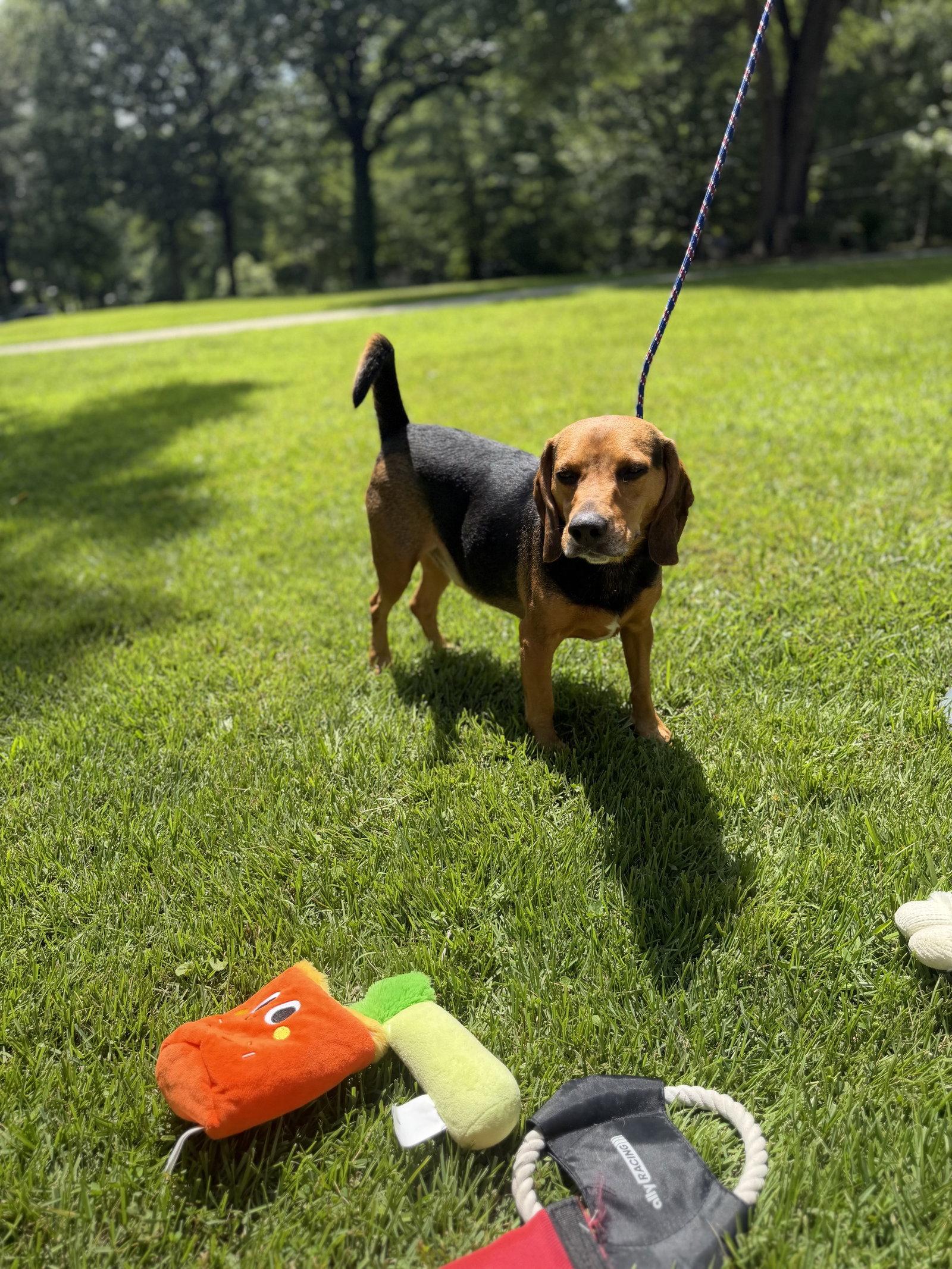 Enlarge Ace  Hope Lower Fee, a Adoptable Beagle in Locust Fork, AL image 2/3