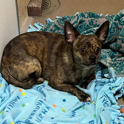 Enlarge Pepper, a Adoptable mixed breed in Madison, WI image 1/3