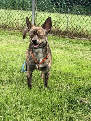 Enlarge Pepper, a Adoptable mixed breed in Madison, WI image 2/3