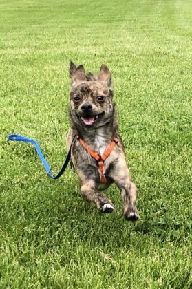 Enlarge Pepper, a Adoptable mixed breed in Madison, WI image 3/3