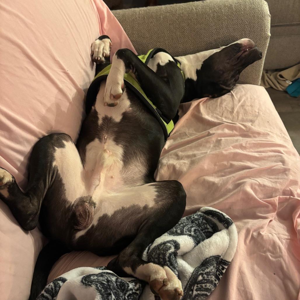 Wonder, Adoptable, Young Male Pit Bull Terrier & Mixed Breed.