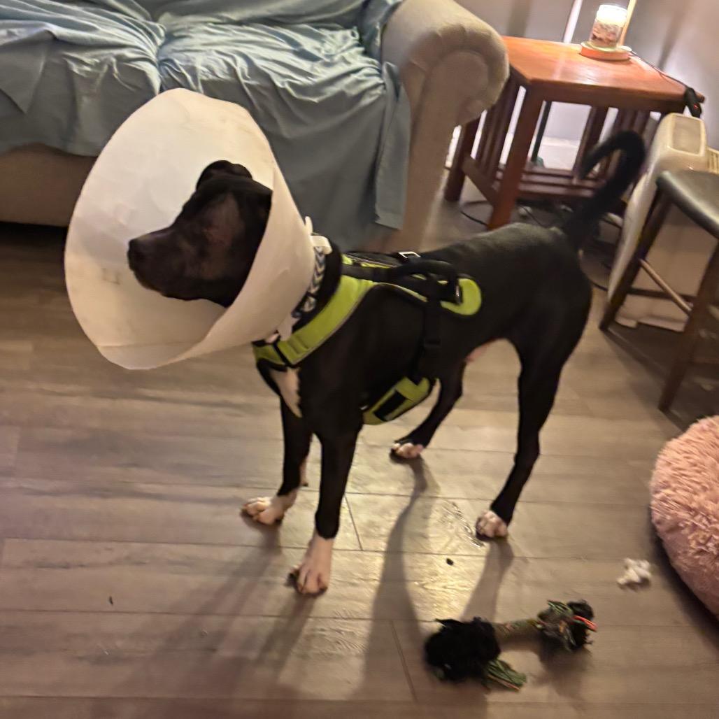 Enlarge Wonder, a Adoptable mixed breed in Fairmont, WV image 2/6