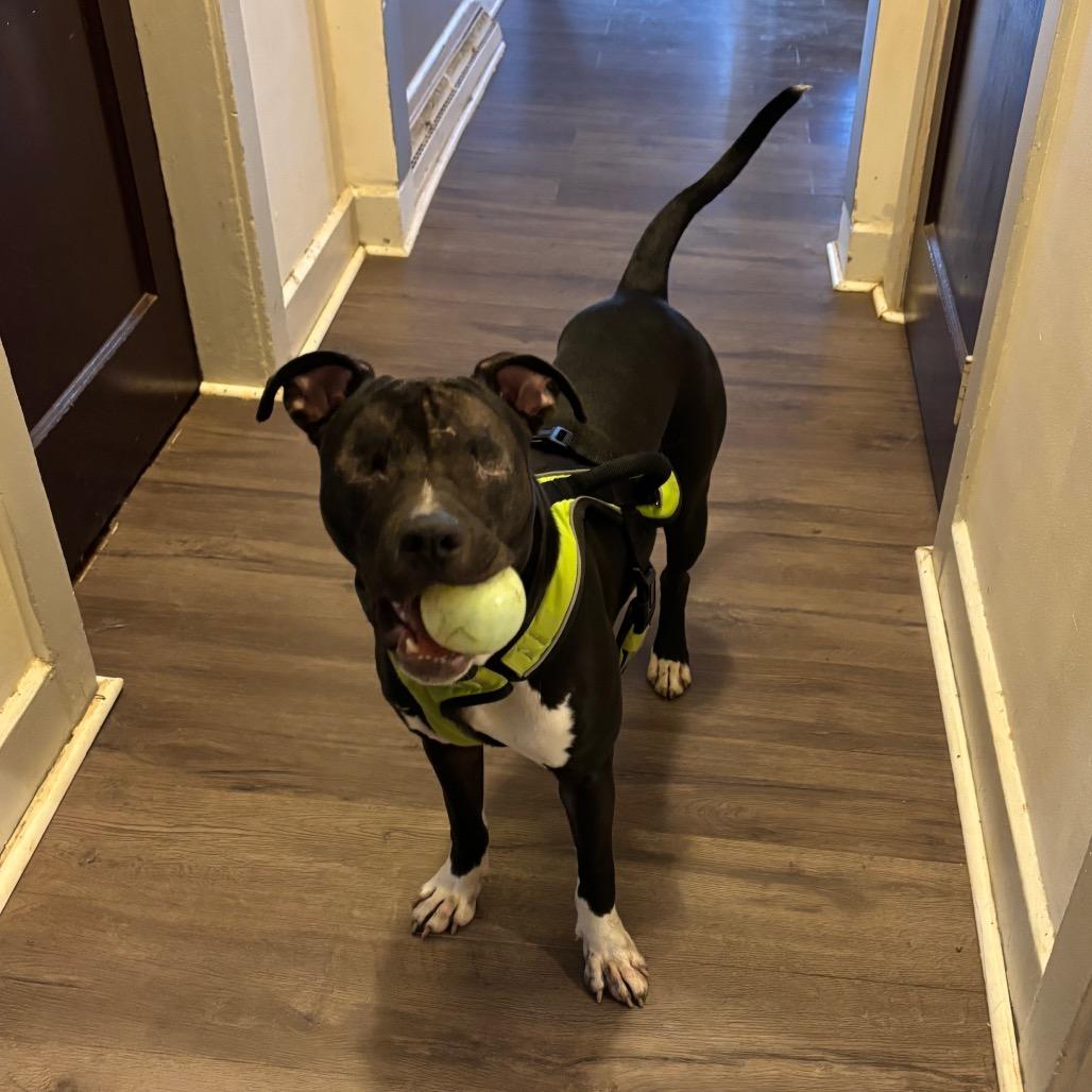 Enlarge Wonder, a Adoptable mixed breed in Fairmont, WV image 3/6