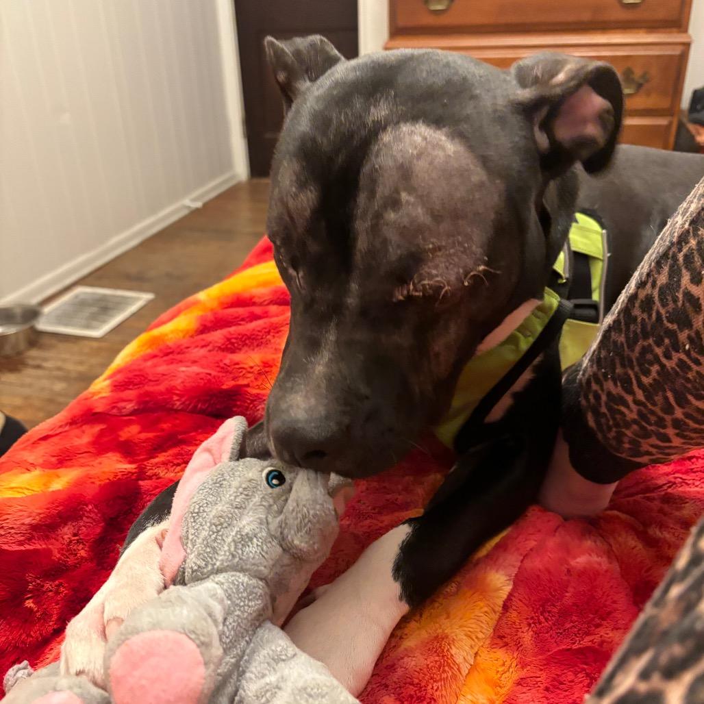 Enlarge Wonder, a Adoptable mixed breed in Fairmont, WV image 4/6